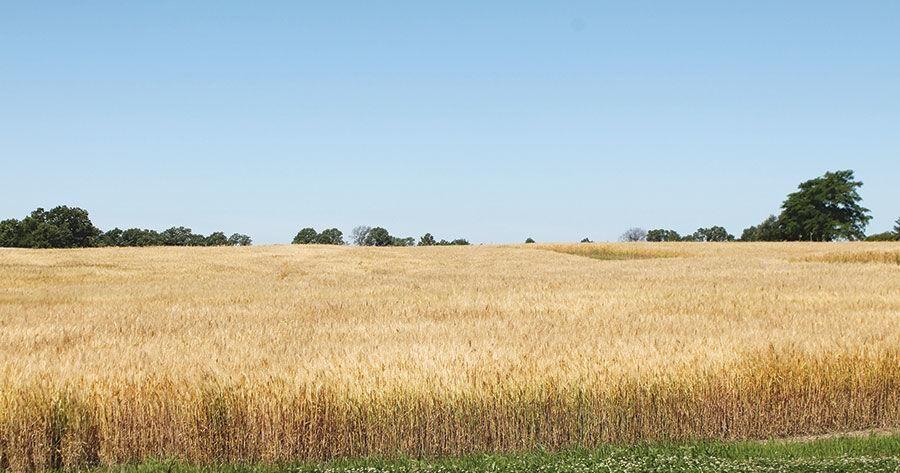 Wheat harvest starting to add pressure on prices