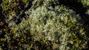 Lichen