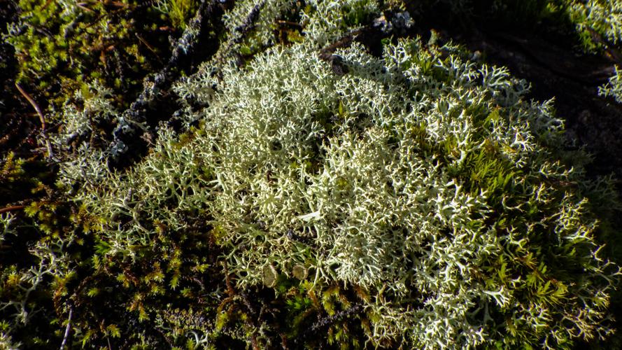 Lichen