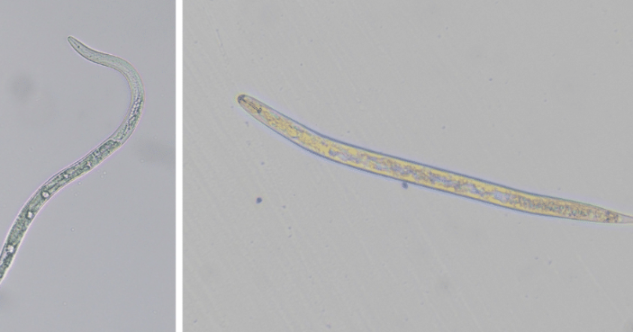 Don't feed next year's nematodes