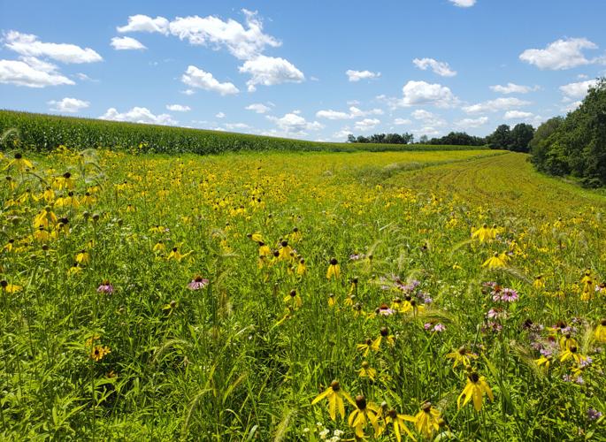 Prairie strip three years after establishment