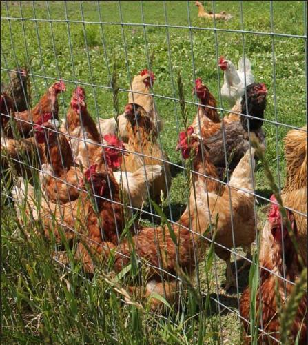 chickens.jpg