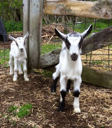 Baby dairy goats