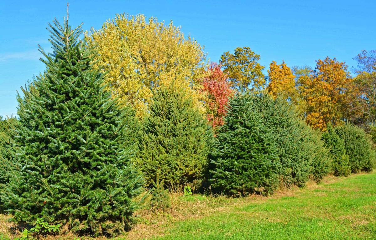 Christmas Tree Farm Free Of Frills Farm Life Agupdate Com
