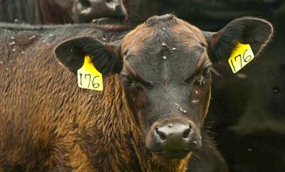 Cattle with flies on it