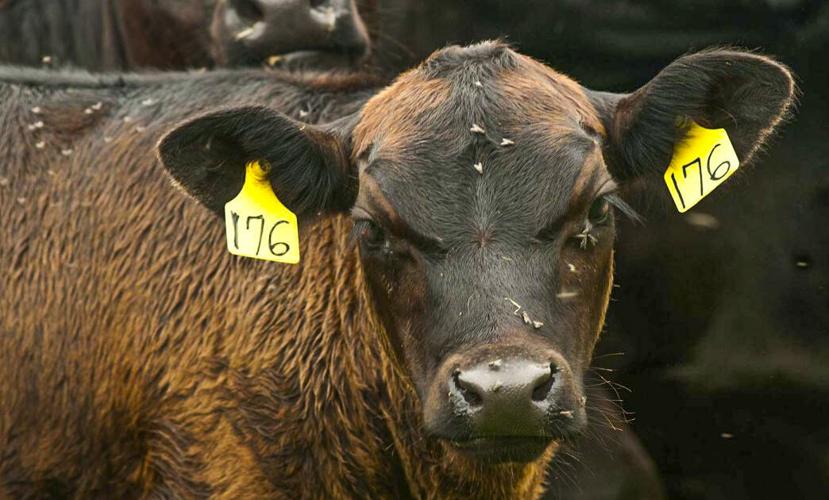 Cattle with flies on it