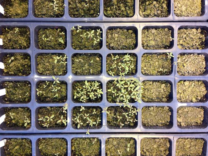 Weed seeds