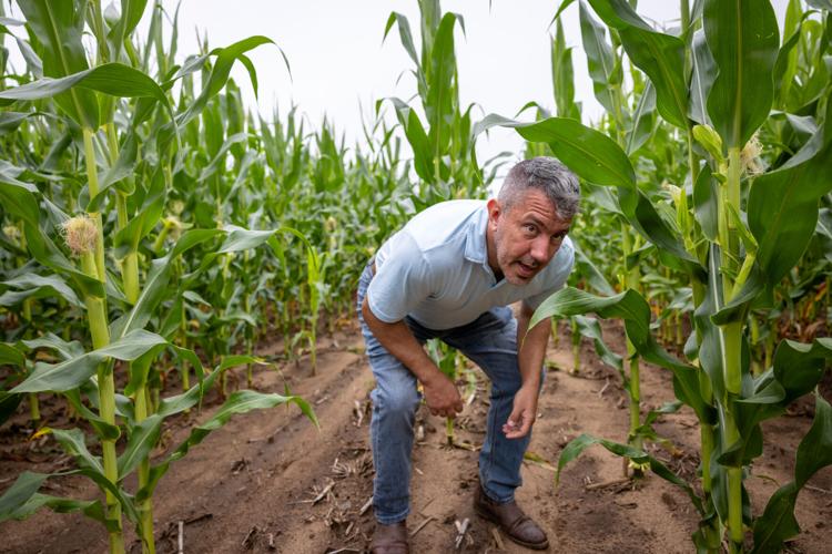 Hancock ARS Corn
