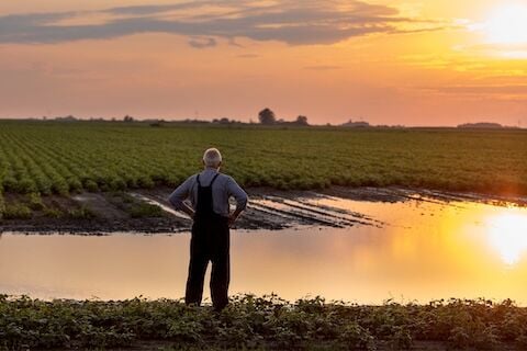 Farmer standing beside pond in agricultural field