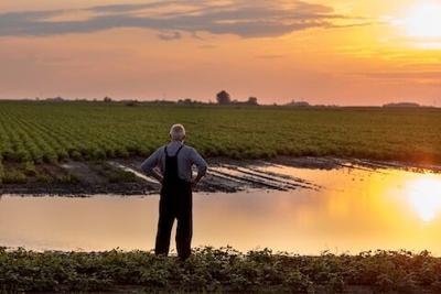Farmer standing beside pond in agricultural field