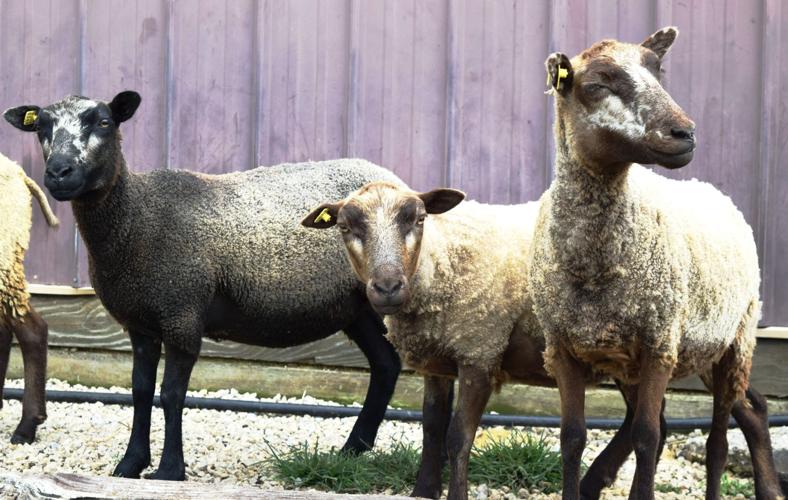 Shetland sheep marking variations