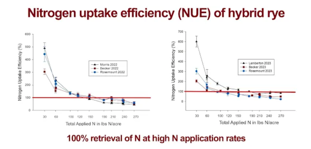 Nitrogen uptake efficiency of hybrid rye