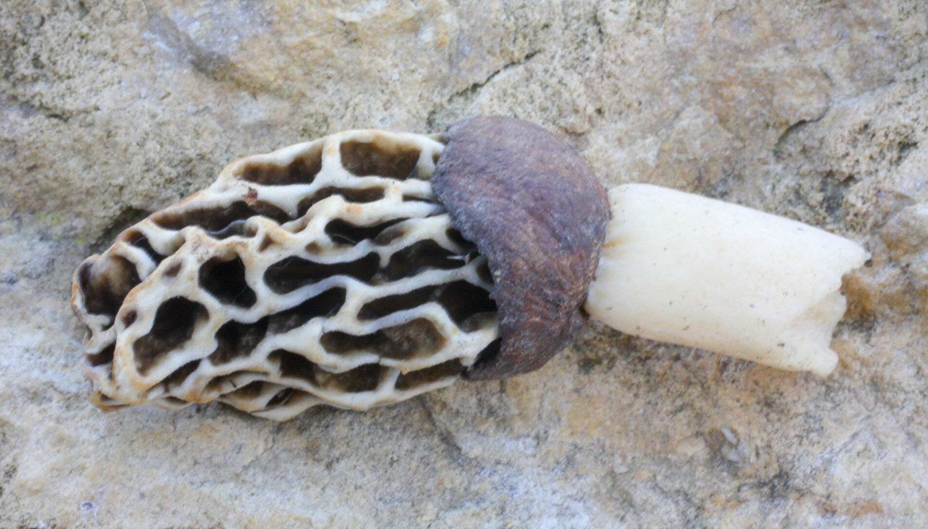 Morel
