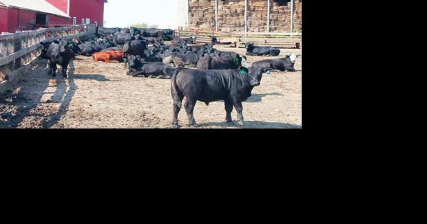 Custom care: Find the right recipe for cow-calf share, cattle lease agreements - Vimarsana News