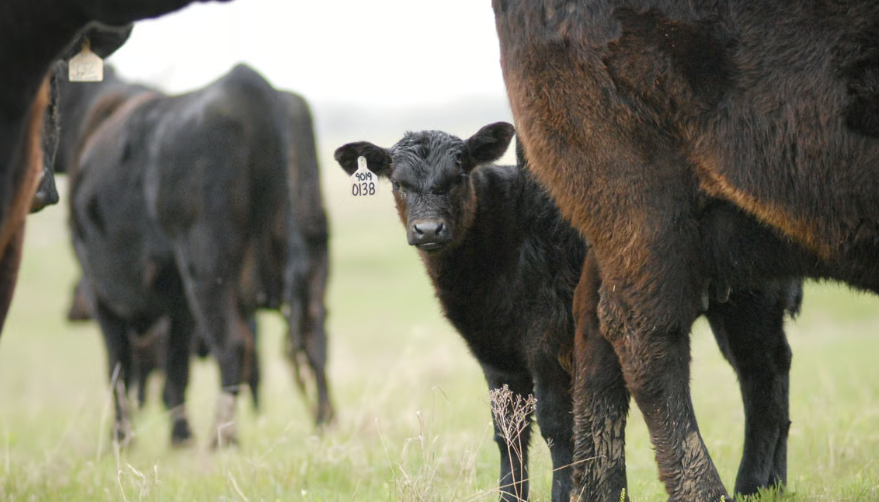 Angus cattle