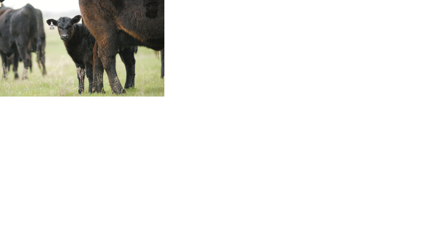 Angus cattle