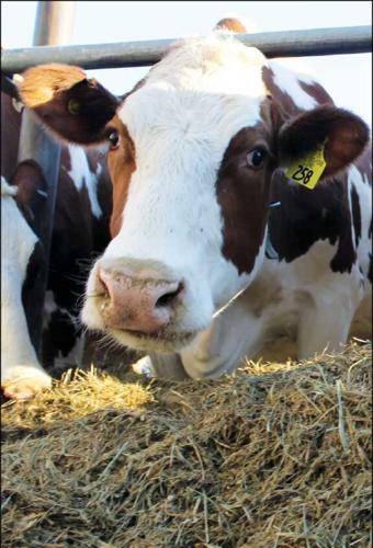 dairy cow