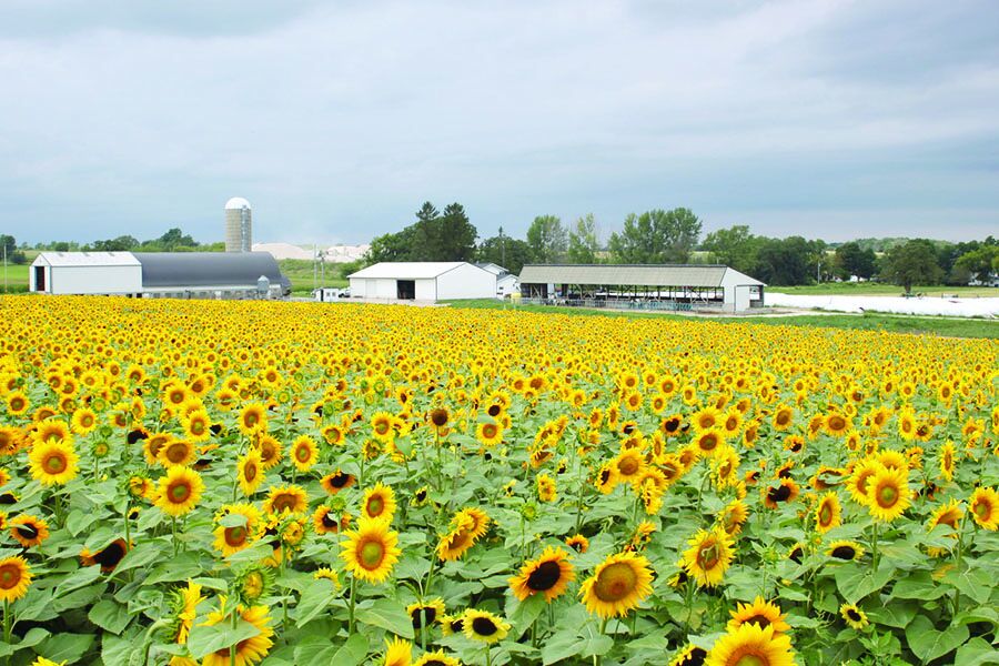 Sunflower prices higher as harvest progresses
