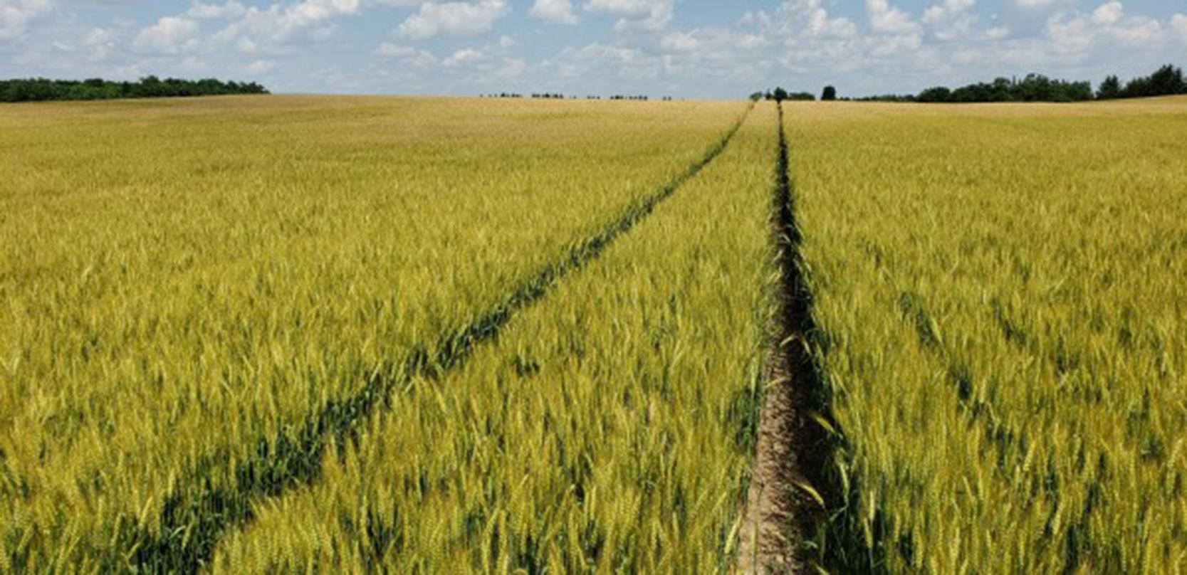 Wheat benefits crop rotations