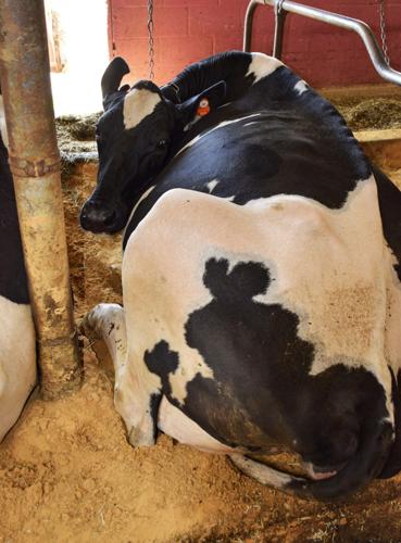 Dairy cow