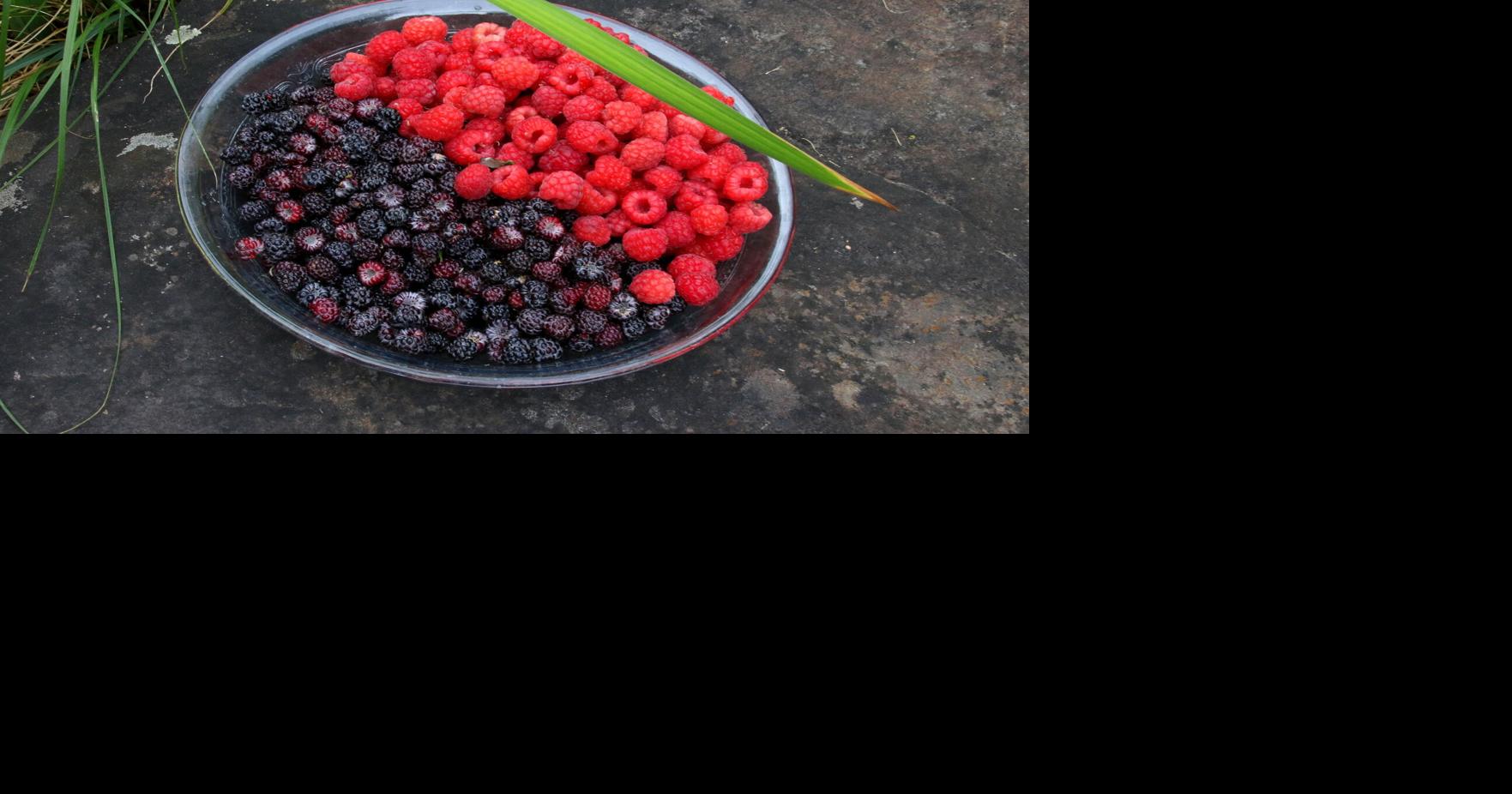 When life gives you berries