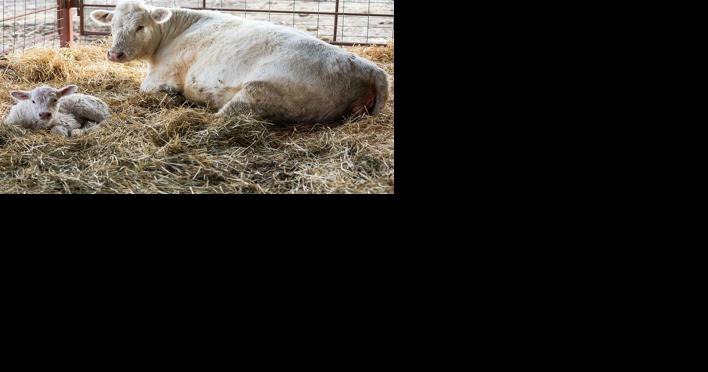 Care for heifers at calving - Vimarsana News