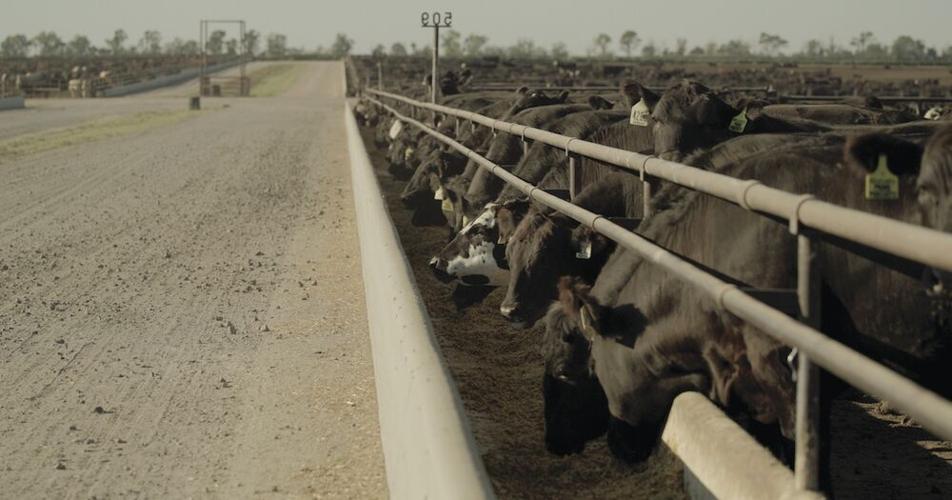 Cattle in a feedlot.tif