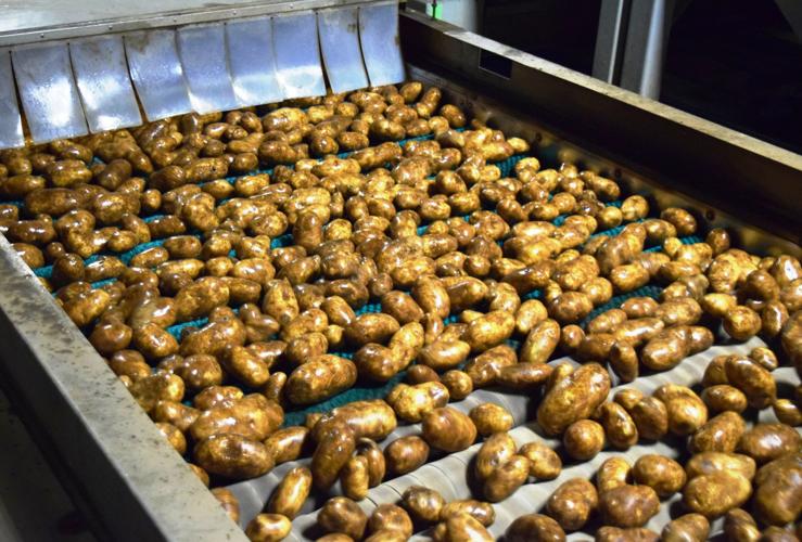 Potatoes on cleaning conveyor