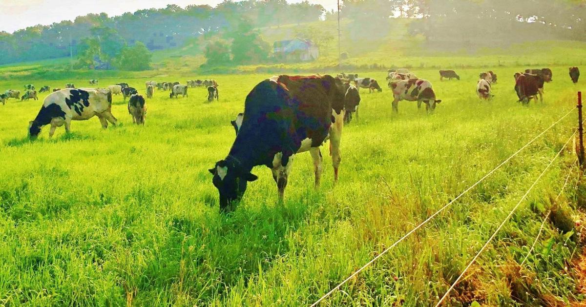 Holsteins grazing