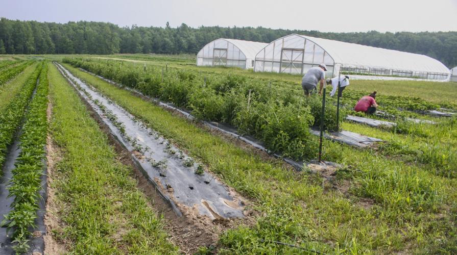 Farm crops