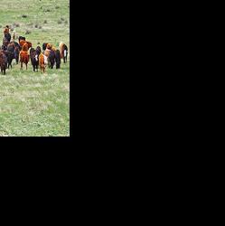 Research reveals affects of grazing management