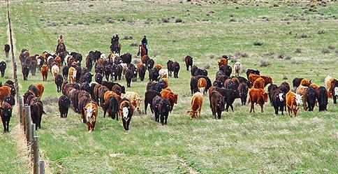 Cattle in pasture