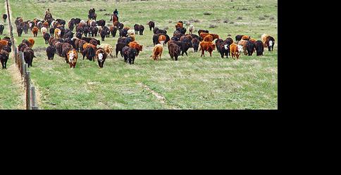 Cattle in pasture