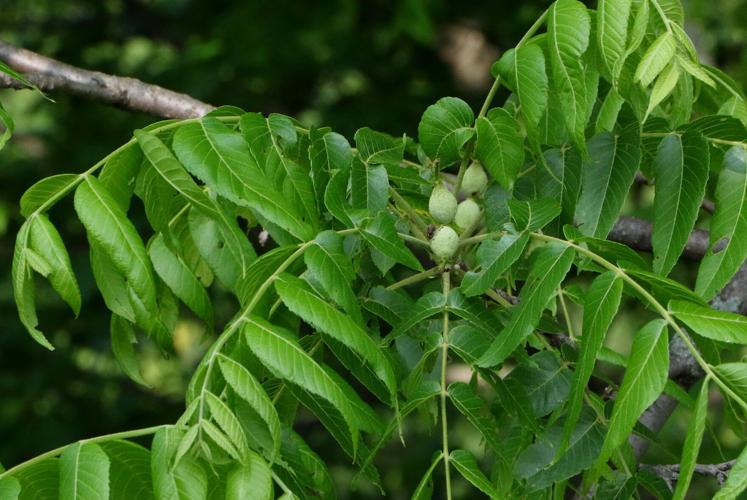Walnut tree