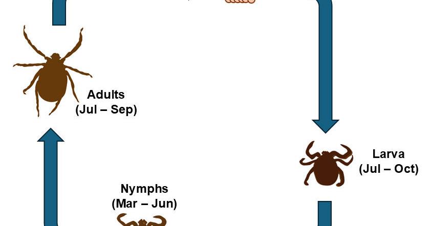 Life cycle