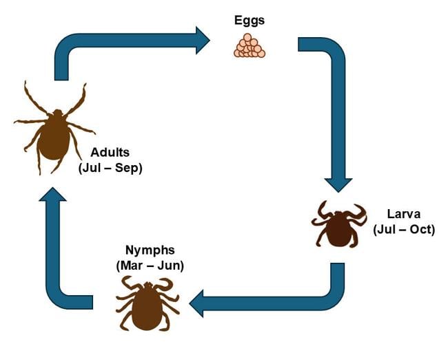 Life cycle