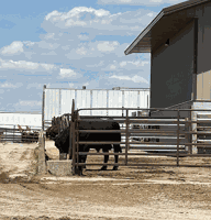Celebrating National Beef Month in May