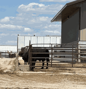 Celebrating National Beef Month in May