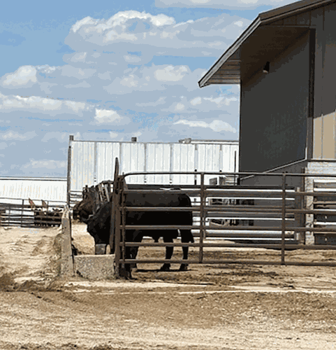 cows-eating-n-pen-verticle.gif