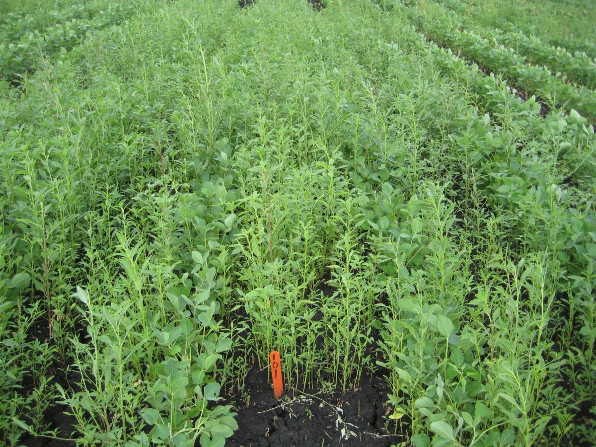 Preemergence residual herbicides are the foundation of soybean weed