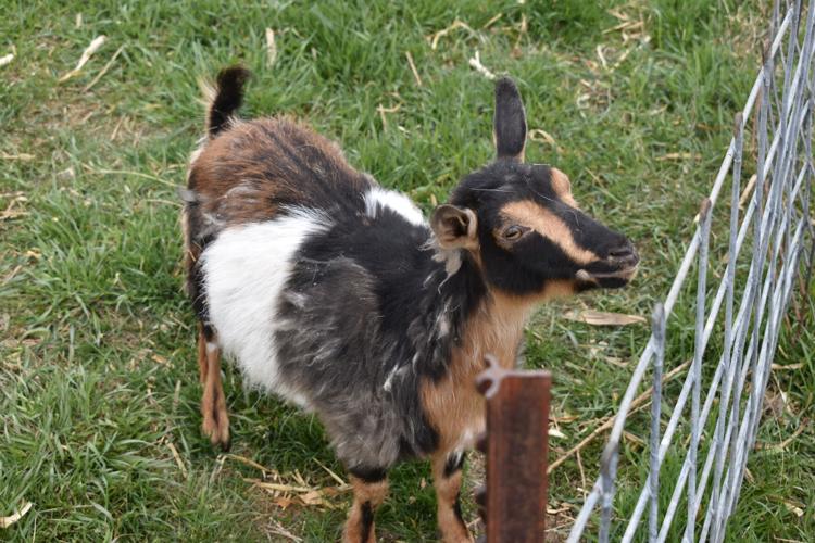 Crop Watcher Severtson (28).JPG