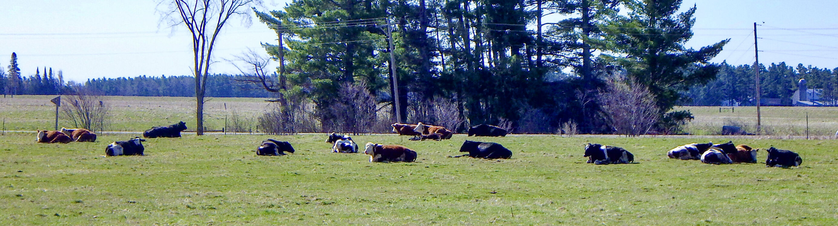 Cattle