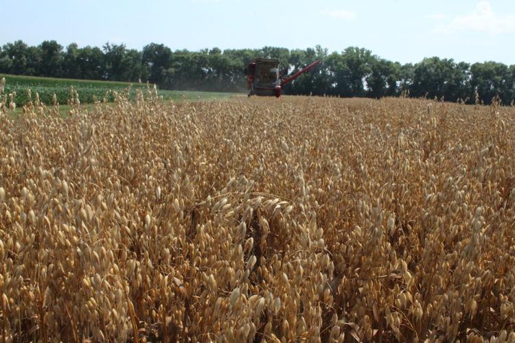 Oat harvest (79).JPG