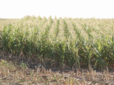 Corn