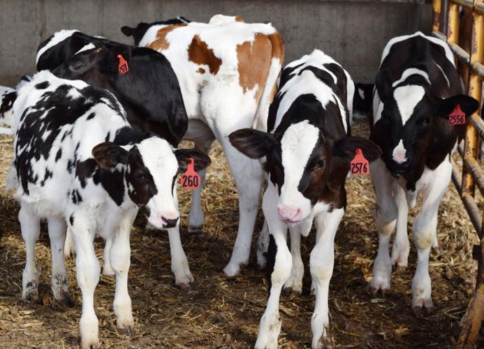 Group of bull calves