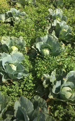 Cabbage in clover