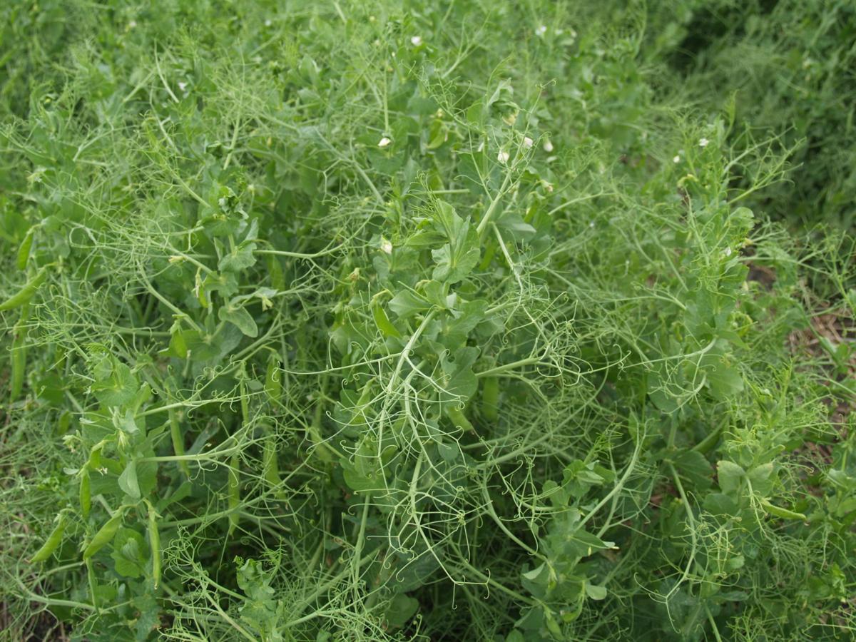 Peas please