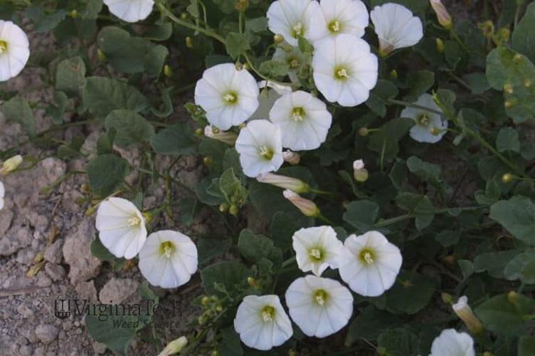 Field bindweed