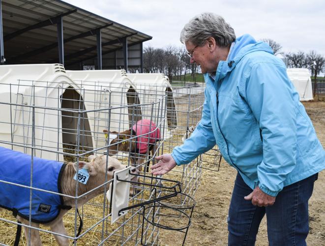 Calves in hutches