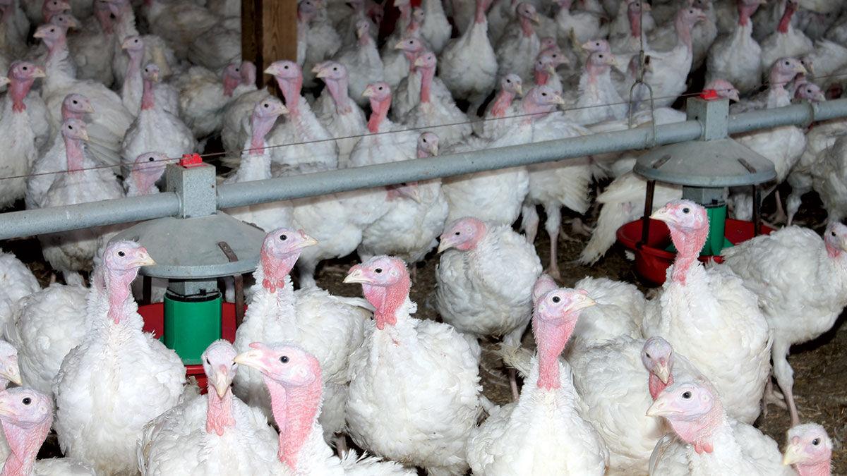 Turkey file photo